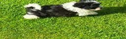 Shihpoo dogs for sale: Small Shih-poo Puppies - Advert 5