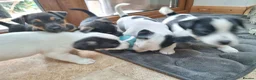 Jack Russell dogs for sale: Jack russel puppies one boy left - Advert 20