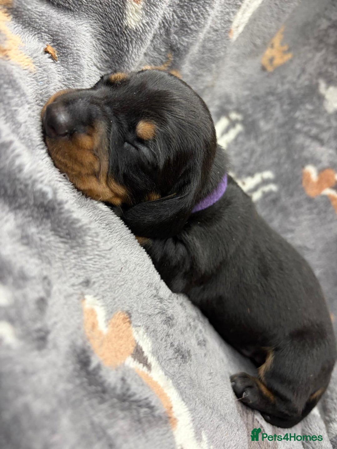 Miniature Dachshund dogs for sale: Beautiful dachshund puppies for sale  - Advert 5