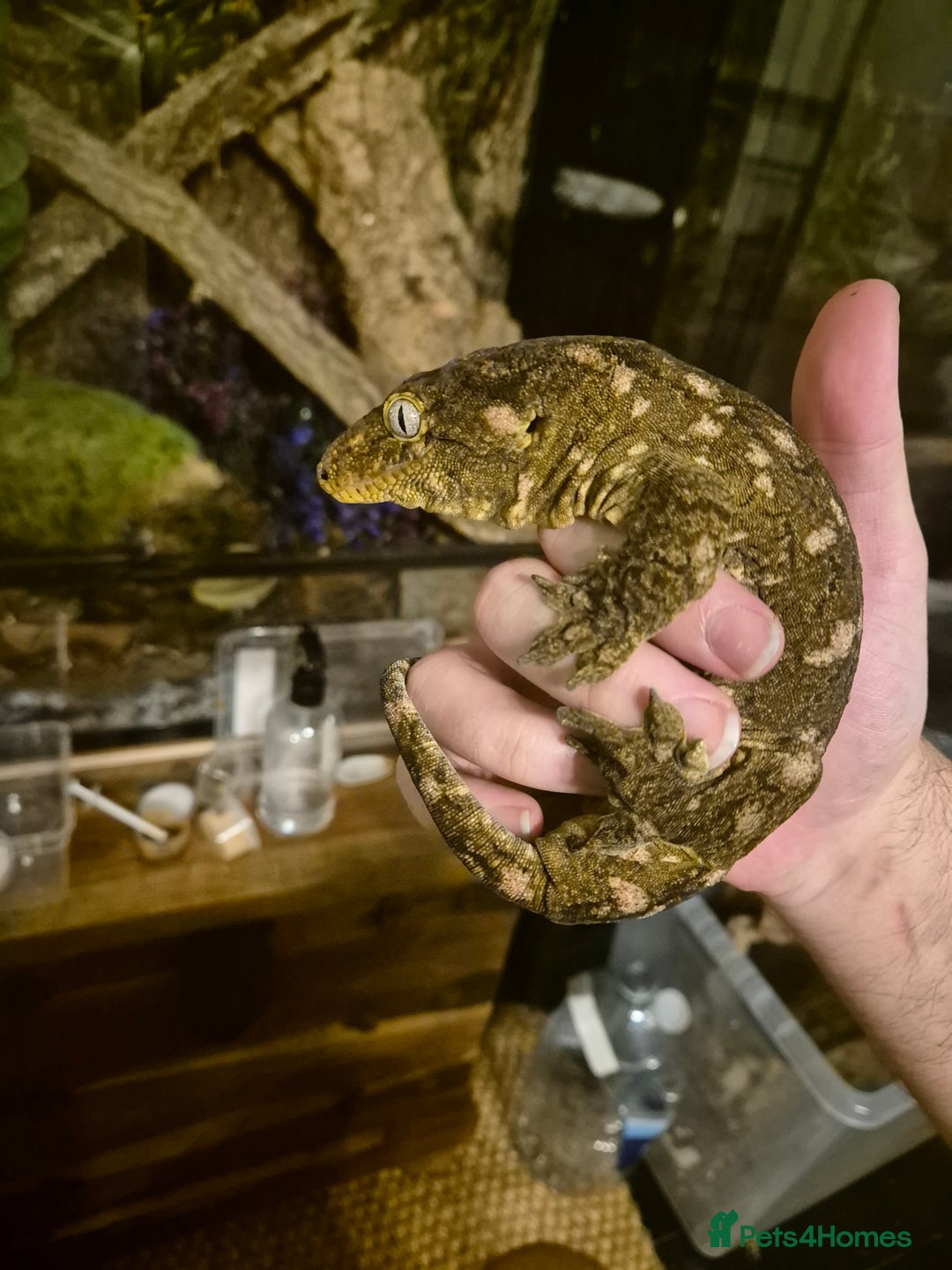 Gecko reptiles for sale: Giant Gecko (leachianus) + Setup - Advert 2