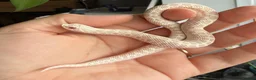 Snake reptiles for sale: Various Western Hognose Hatchlings - Advert 30
