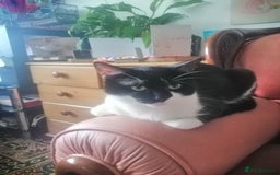British Shorthair cats for sale: White and black female and male cats - Image 23