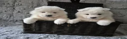 Samoyed dogs for sale: Samoyed Puppies, KC Registered & Health Screened in Barnsley - Advert 5