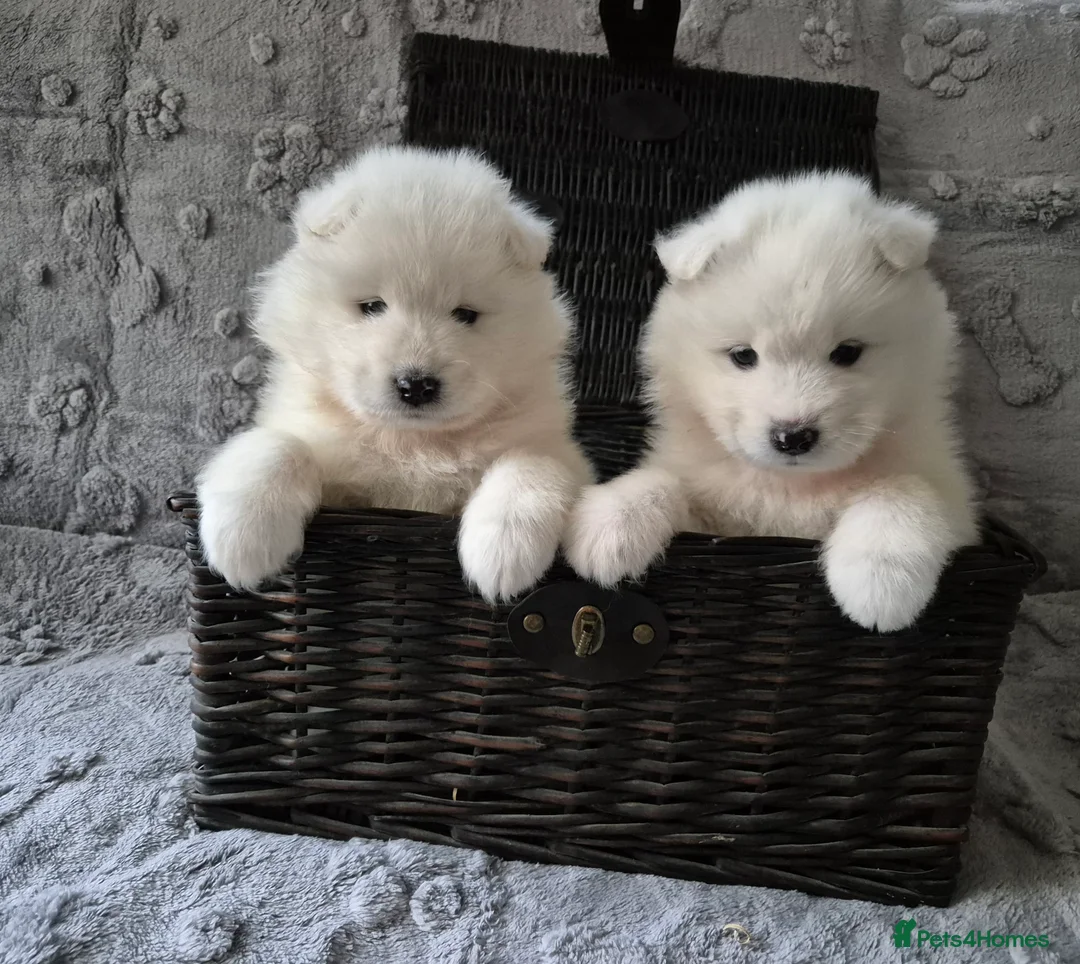 Samoyed dogs for sale: Samoyed Puppies, KC Registered & Health Screened in Barnsley - Advert 5