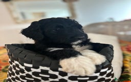 Portuguese Water Dog dogs for sale: Art Nouveau - Image 8