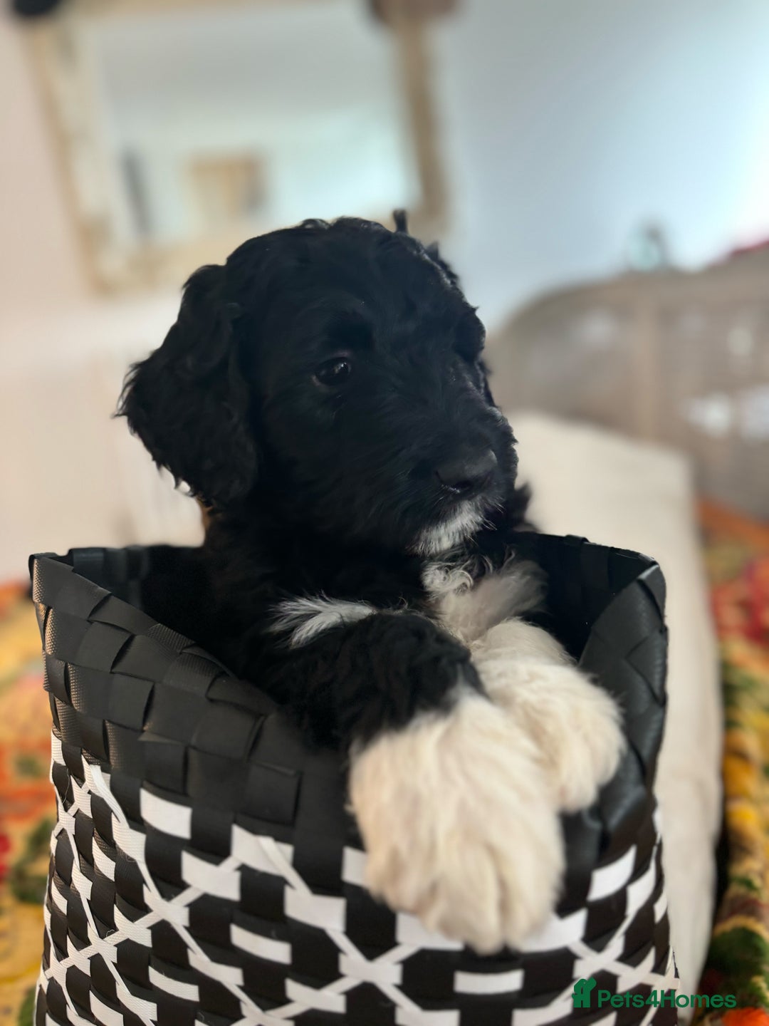 Portuguese Water Dog dogs for sale: Art Nouveau - Image 8