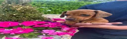 Dachshund dogs for sale: 3 miniature dachshund puppy’s 🐶 - Advert 5
