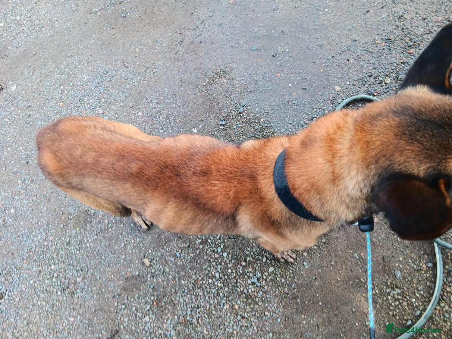 JAKE - Malinois — Belgian Shepherd