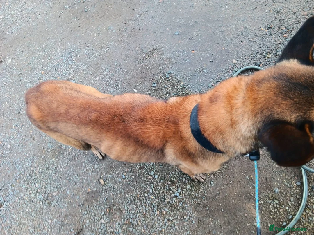 Belgian Shepherd Dog dogs for adoption: JAKE - Malinois - Advert 6