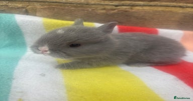 Netherland Dwarf rabbits - Advert 3