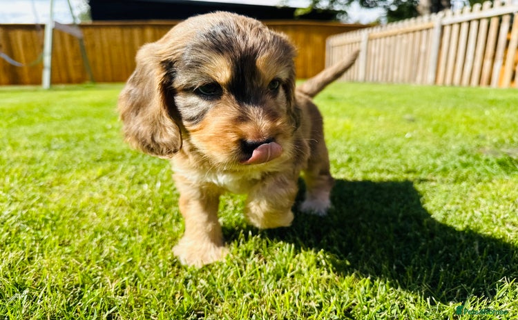 Mixed Breed dogs - Advert 16
