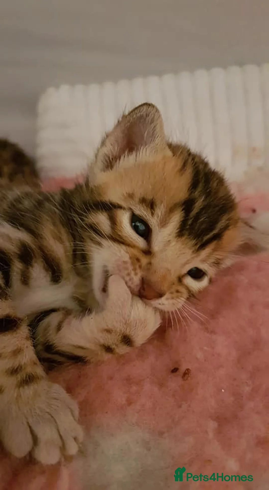 Bengal cats for stud: Quality T.I.C.A reg Bengal for stud SCOTLAND - Advert 24