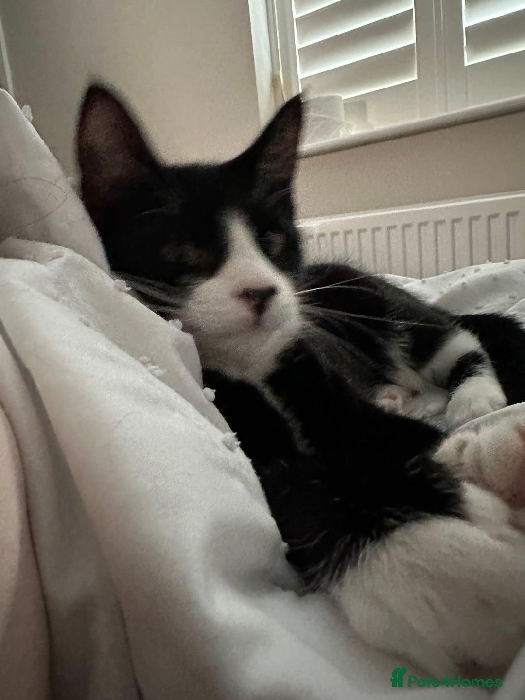 Mixed Breed cats for sale: Lovely 4 months kitten look for home foreve  - Image 4
