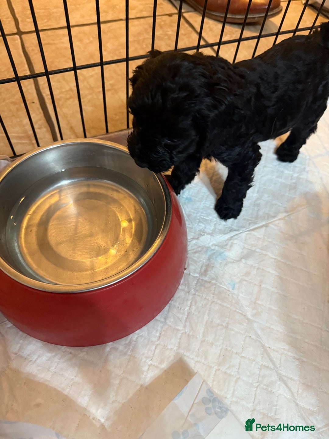 Cockapoo dogs for sale: Beautiful litter of f2 Cockapoo puppies  - Image 11