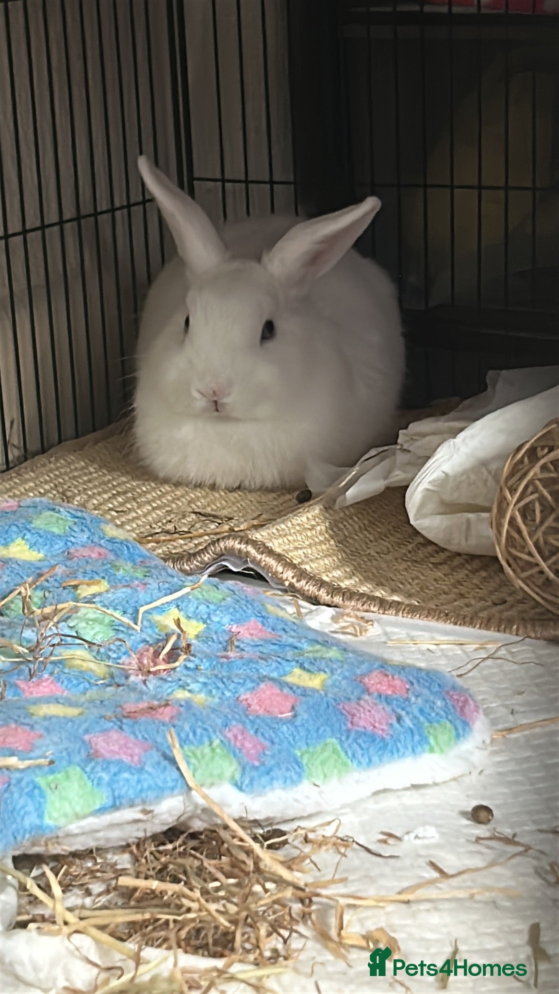 Mixed Breed rabbits cute netherland dwarf cross single mane lionhead - Advert 1