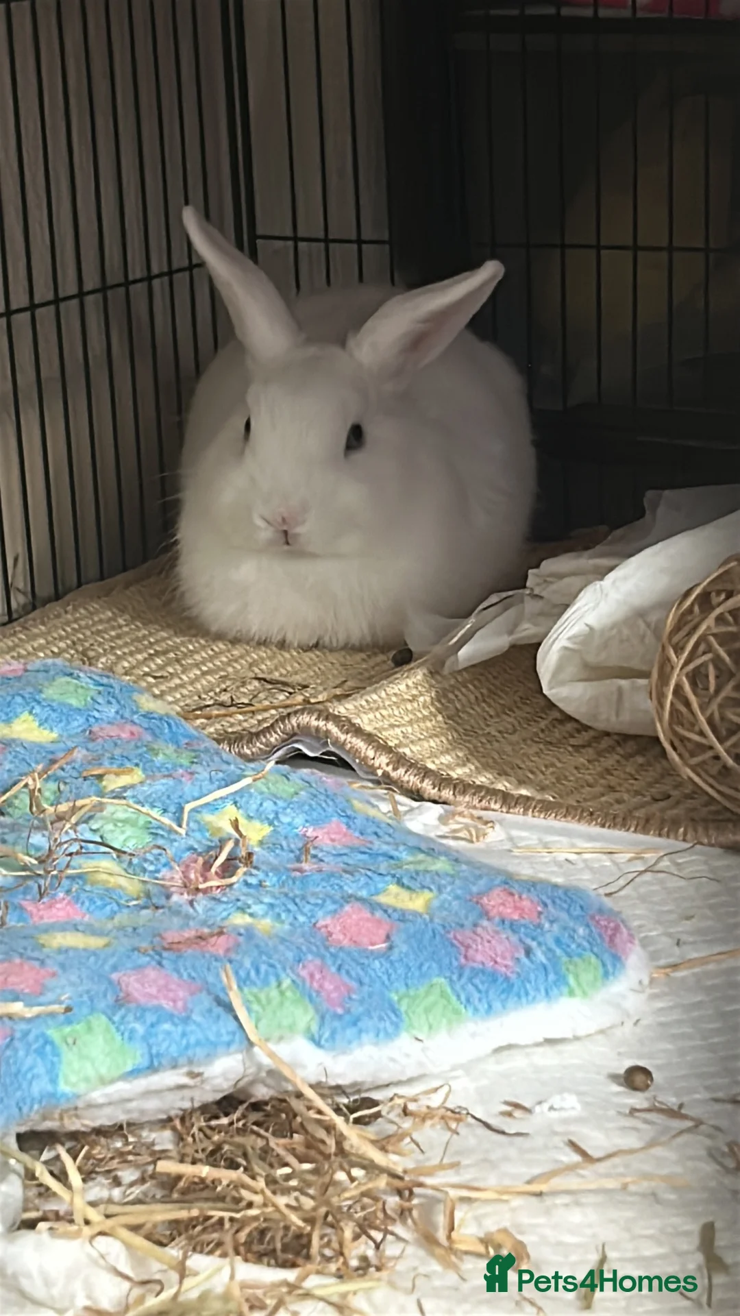 Mixed Breed rabbits for sale: cute netherland dwarf cross single mane lionhead in Barnsley - Advert 1