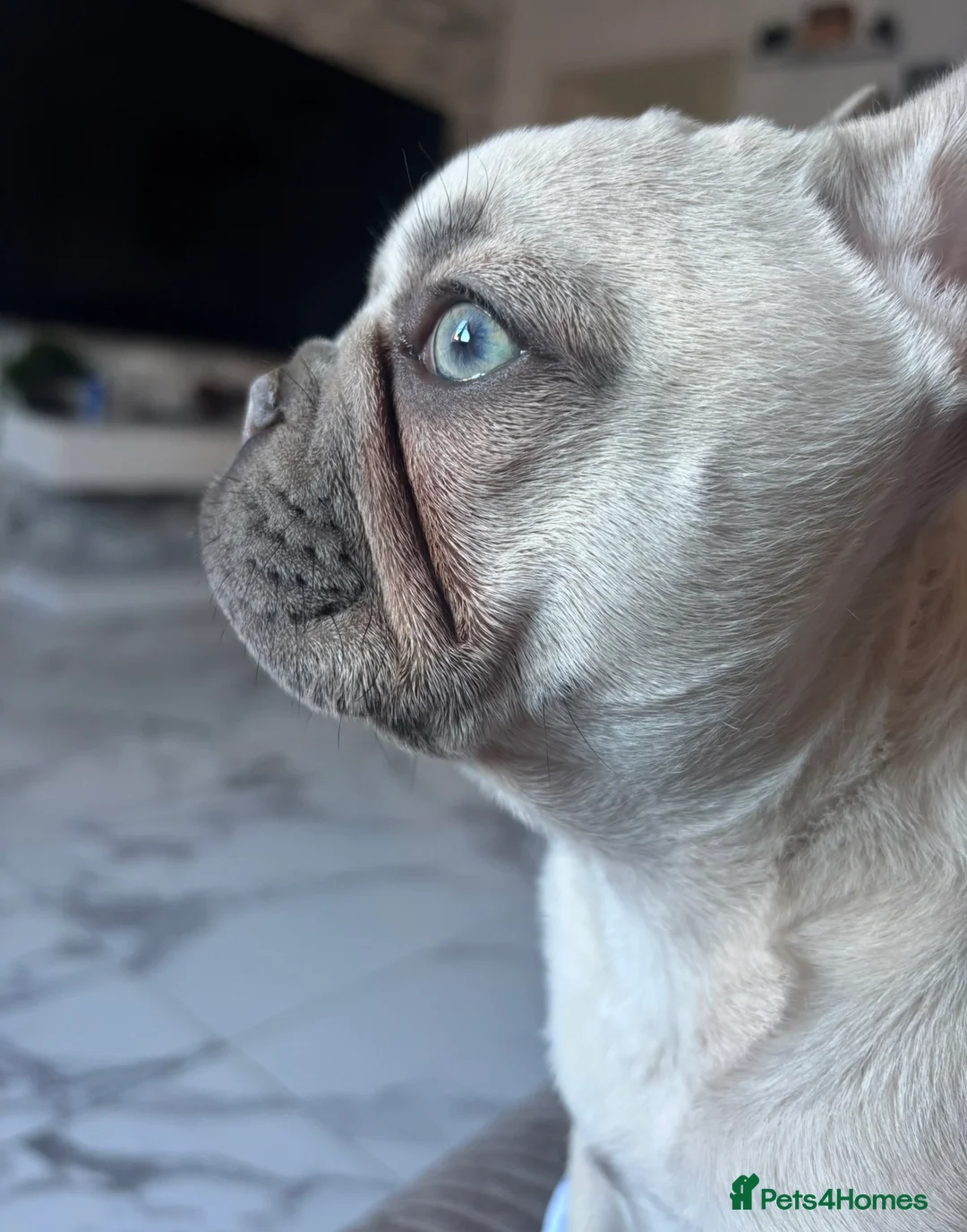 French Bulldog dogs for sale: Dolly french bull dog - Advert 1