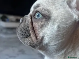 French Bulldog dogs Dolly french bull dog - Advert 1