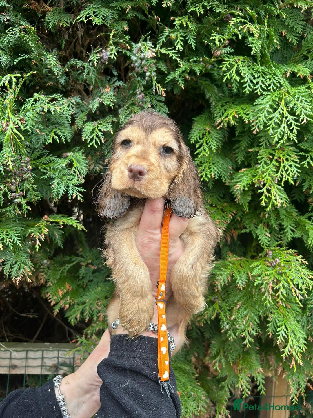 Cocker Spaniel dogs for sale: Stunning KC Show Cocker Spaniels - Advert 8