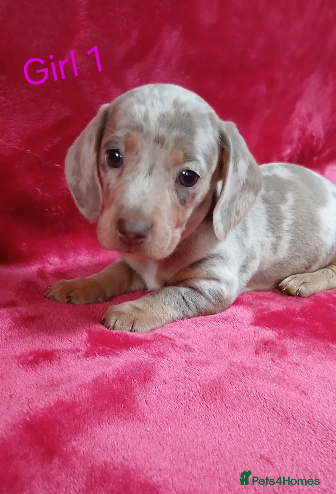 Miniature Dachshund dogs for sale: PRA, STUNNING MINIE'S READY NOW  - Advert 8