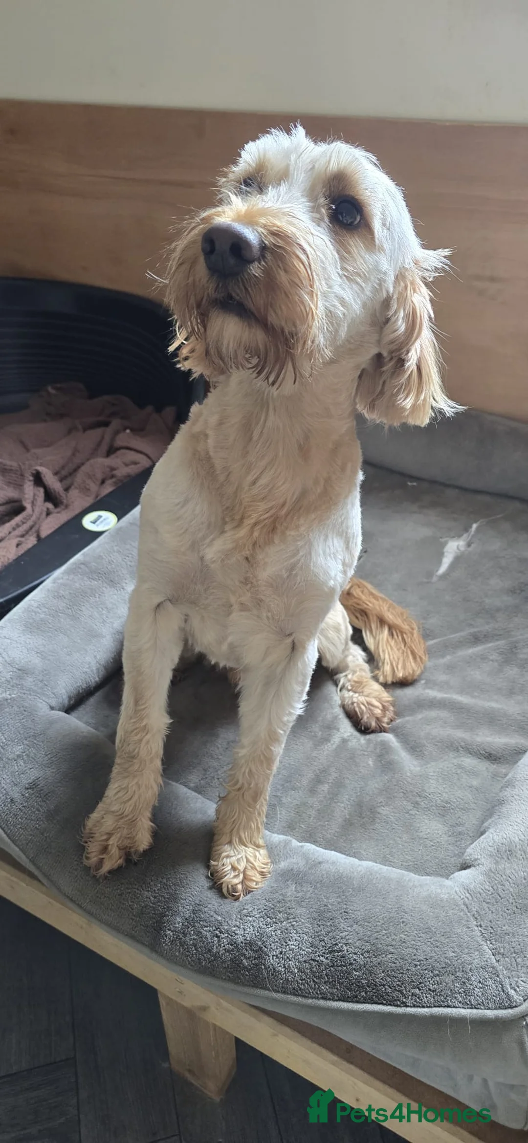 Cockapoo dogs for sale: Meet Almost 2 year old Cockerpoo Seamus - Advert 4