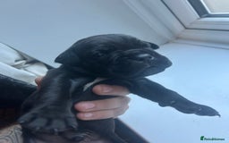Cane Corso dogs for sale: Cane corso puppies  - Image 9