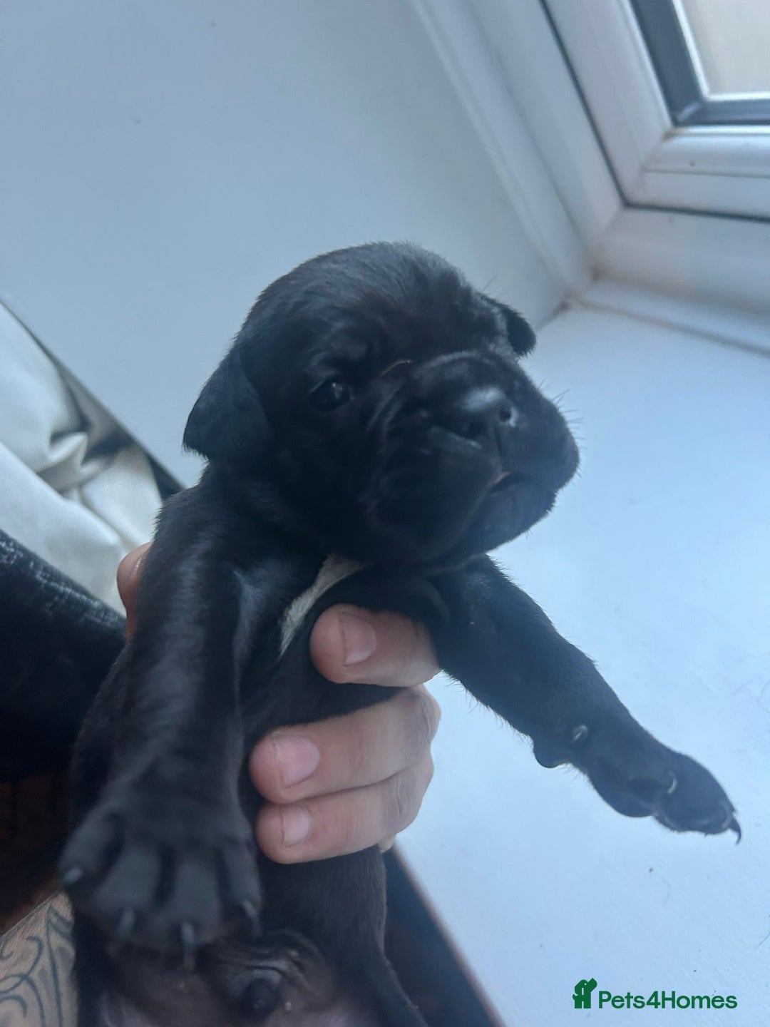Cane Corso dogs for sale: Cane corso puppies  - Image 9