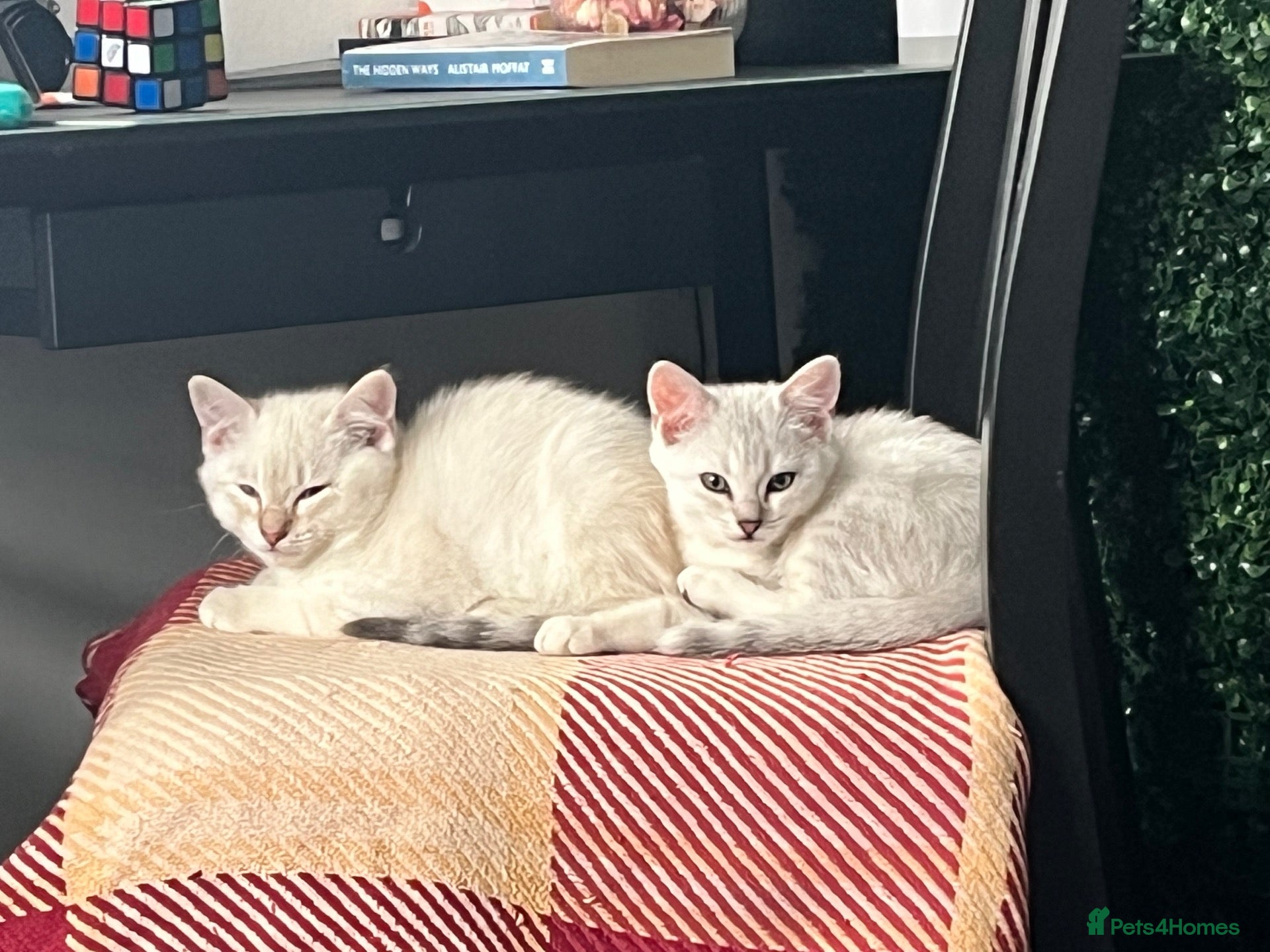 British Shorthair cats Beautiful BSH kittens  - Advert 2