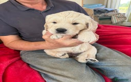 Golden Retriever dogs for sale: Stunning chunky golden retriever puppies  - Image 6