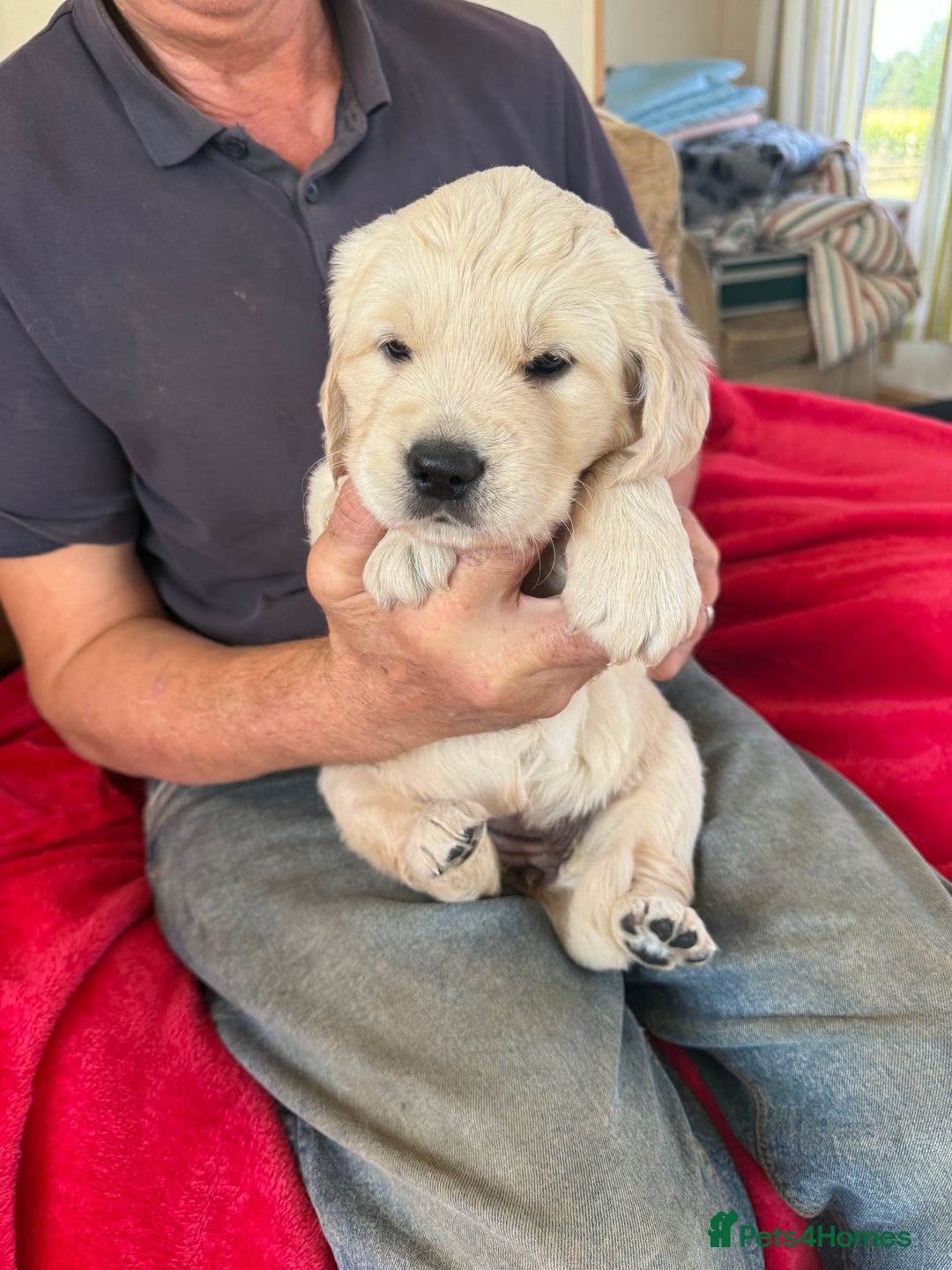 Golden Retriever dogs for sale: Stunning chunky golden retriever puppies  - Image 6