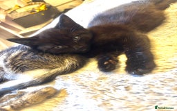 Norwegian Forest Cat cats for sale: Beautiful fluffy kittens - Image 7
