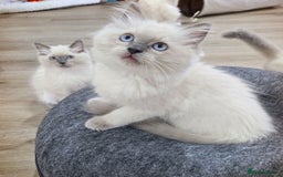 Ragdoll cats for sale:  beautiful Rag doll kittens raised at home - Image 3