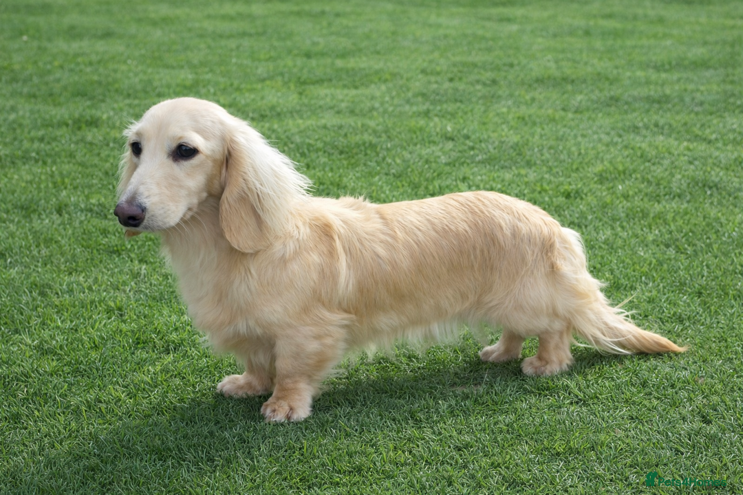 Miniature Dachshund dogs for sale: Long hair Black & cream Boy. KC - Advert 11