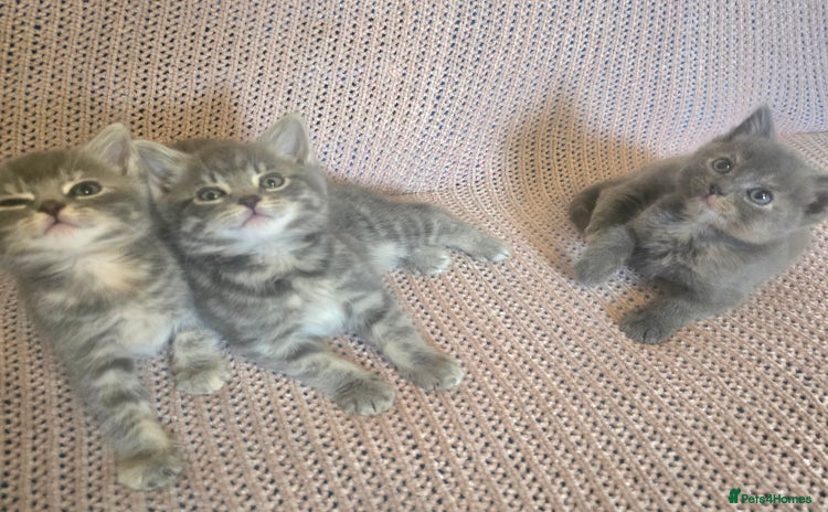 Mixed Breed cats - Advert 2