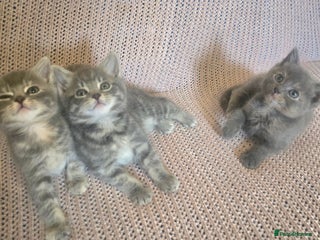 Mixed Breed cats - Advert 9