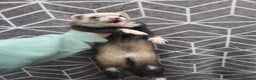 Ferret rodents for sale: 4 stunning ferrets looking for new homes - Advert 4