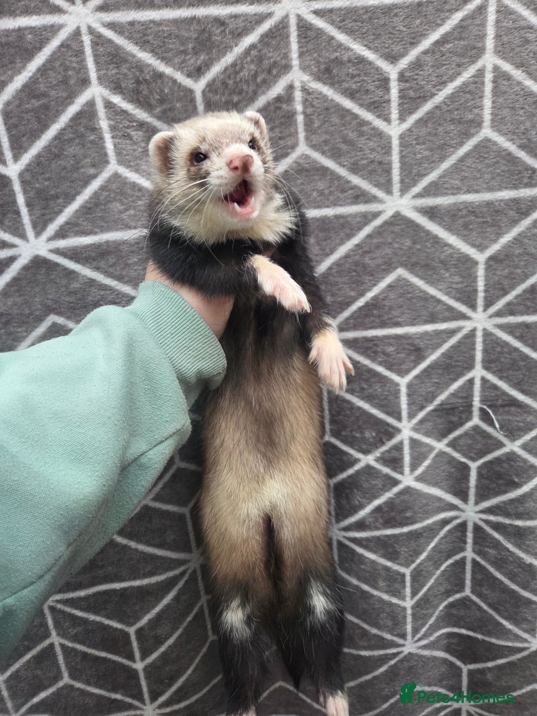 Ferret rodents for sale: 4 stunning ferrets looking for new homes - Advert 4