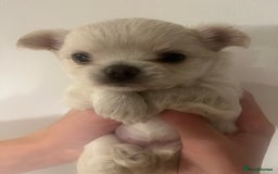 Chihuahua dogs for sale: Stunning litter of long haired Chihuahuas - Image 4