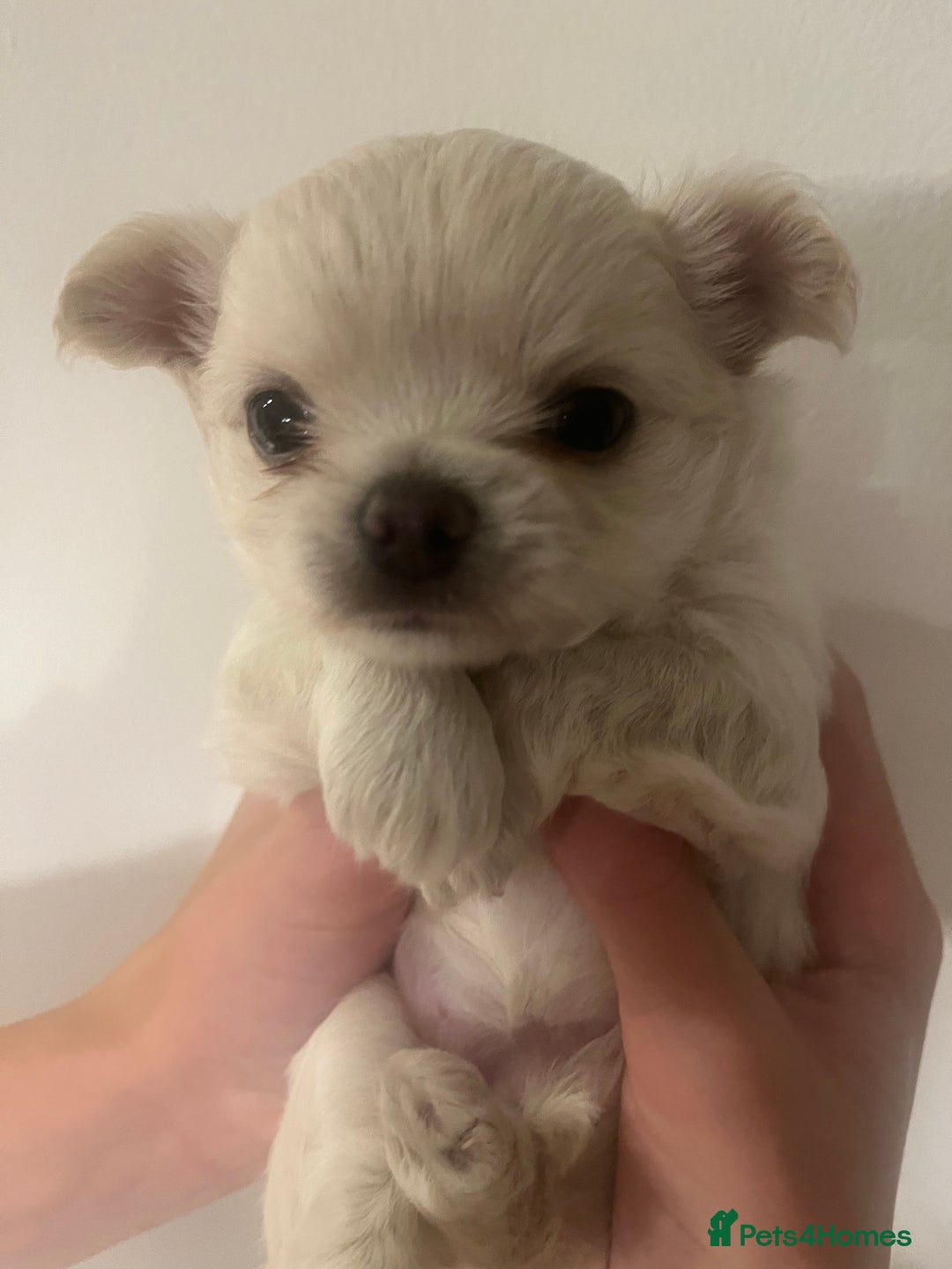 Chihuahua dogs for sale: Stunning litter of long haired Chihuahuas - Image 4