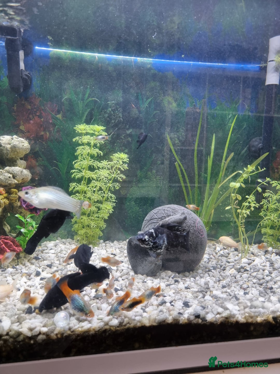 Platies fish for sale: Young Southern Platys  in London - Image 2