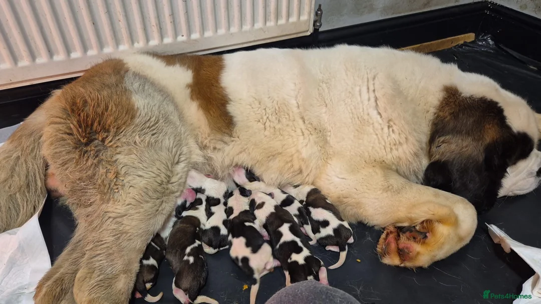 Saint Bernard dogs for sale: 4 Saint Bernard Puppies left  - Advert 12