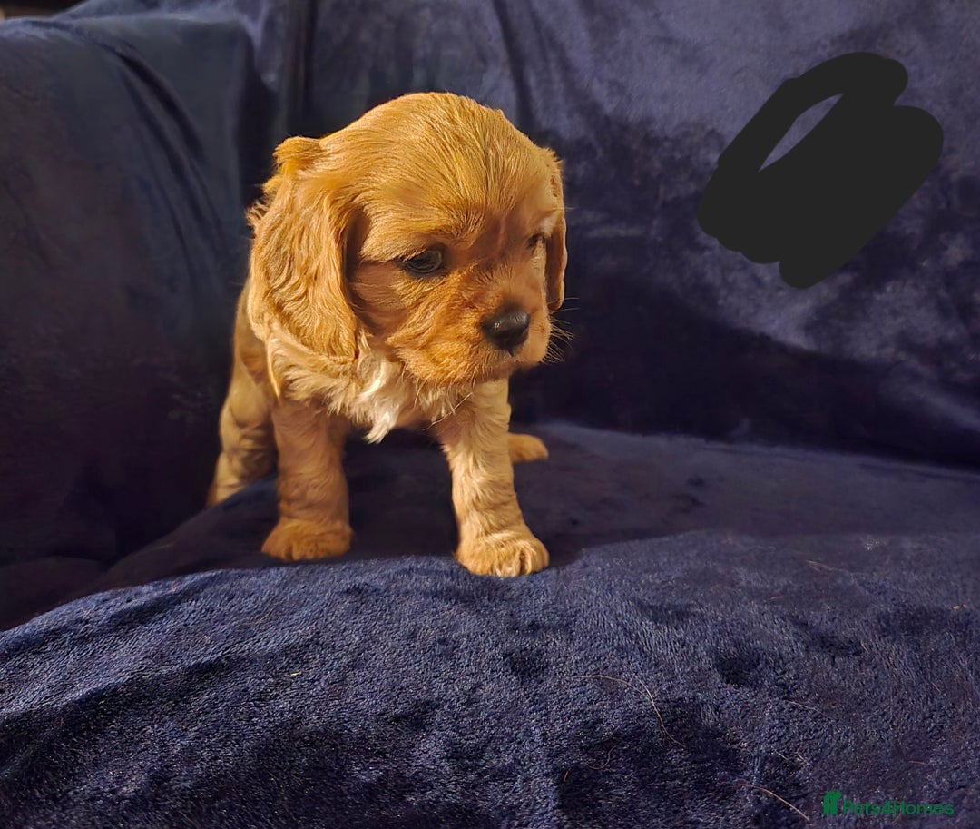 Cavalier King Charles Spaniel dogs for sale: Ruby cavalier king charles puppies  - Image 7