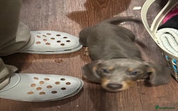 Miniature Dachshund dogs for sale: PRICE NEGOTIABLE Beautiful Isabella dachshund pups - Image 3