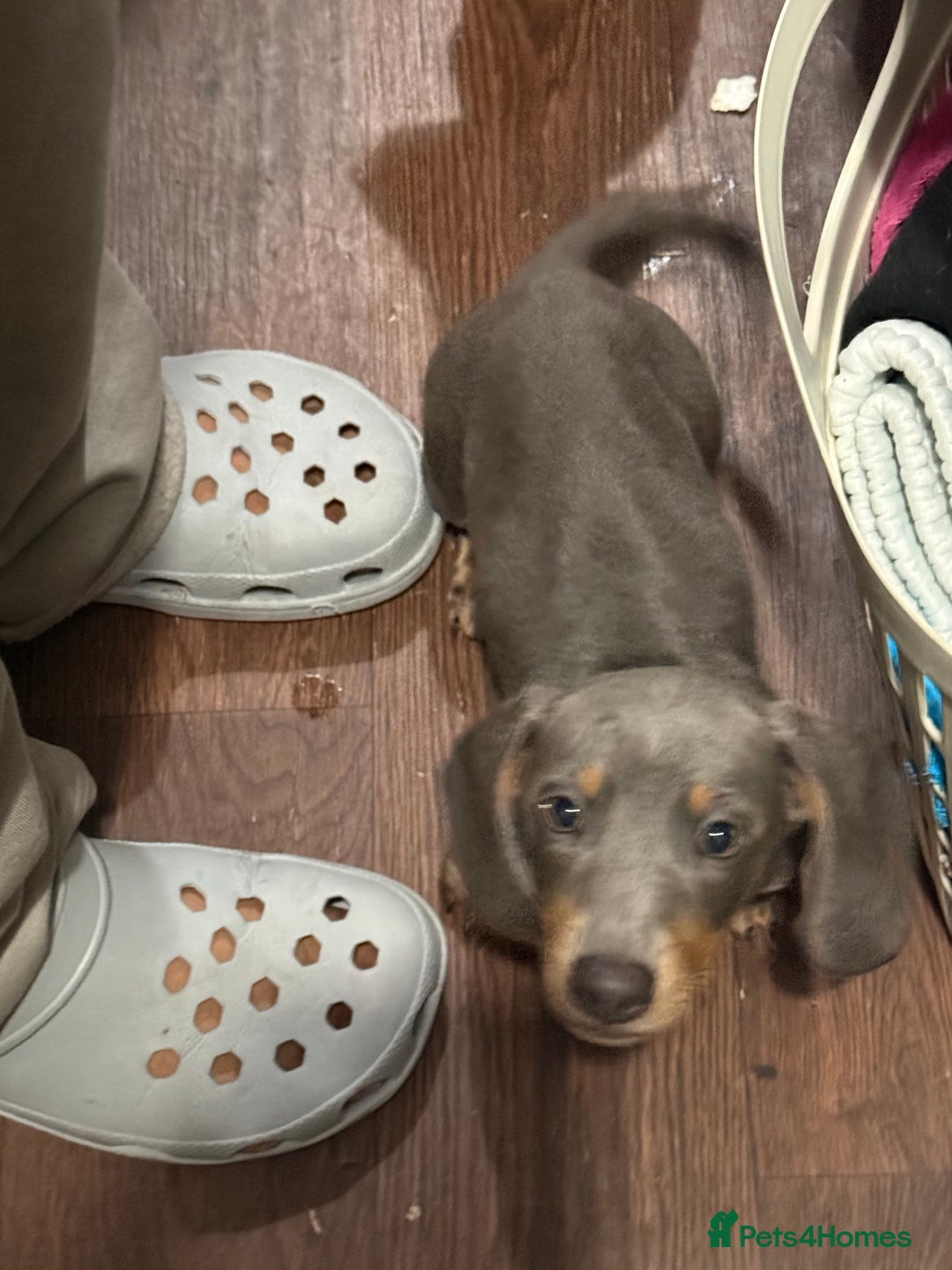 Miniature Dachshund dogs for sale: PRICE NEGOTIABLE Beautiful Isabella dachshund pups - Image 3