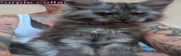Maine Coon cats for sale: Large kittens growing nicely  - Advert 36