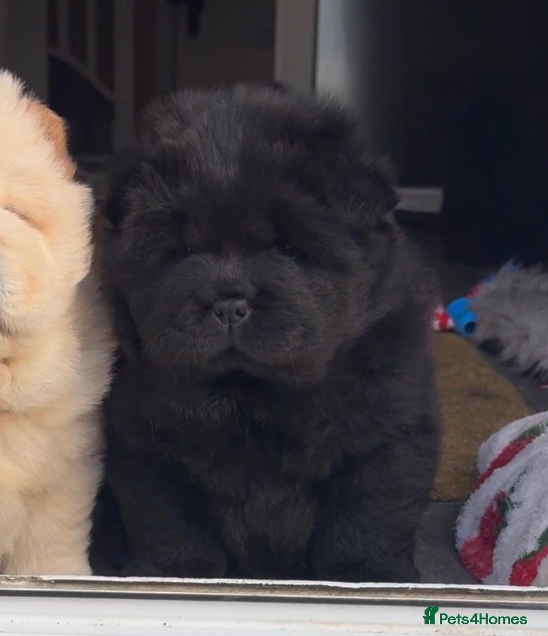 Chow Chow dogs for sale: Four Luxury Female ChowChows🐾 - Advert 13