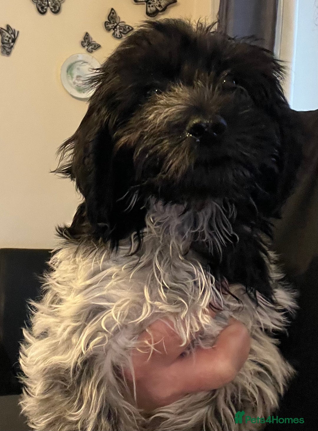 Cockapoo dogs for sale: F1b beautiful girl  - Image 12