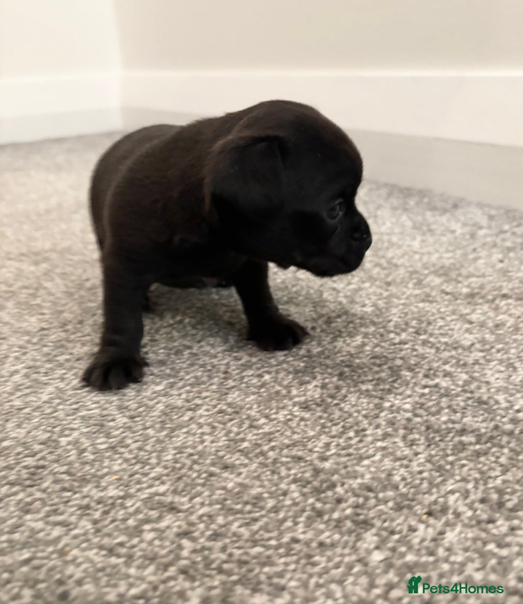 Chihuahua dogs for sale: Beautiful Chihuahua Puppies - Advert 21