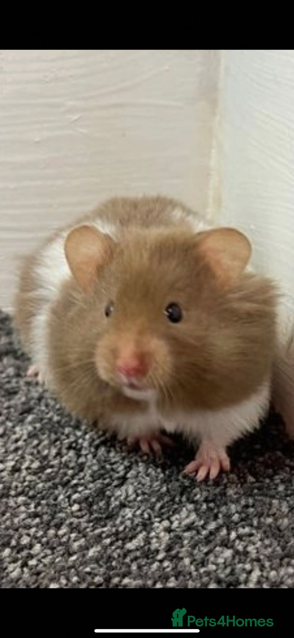 Hamster rodents Baby hamsters  - Advert 1