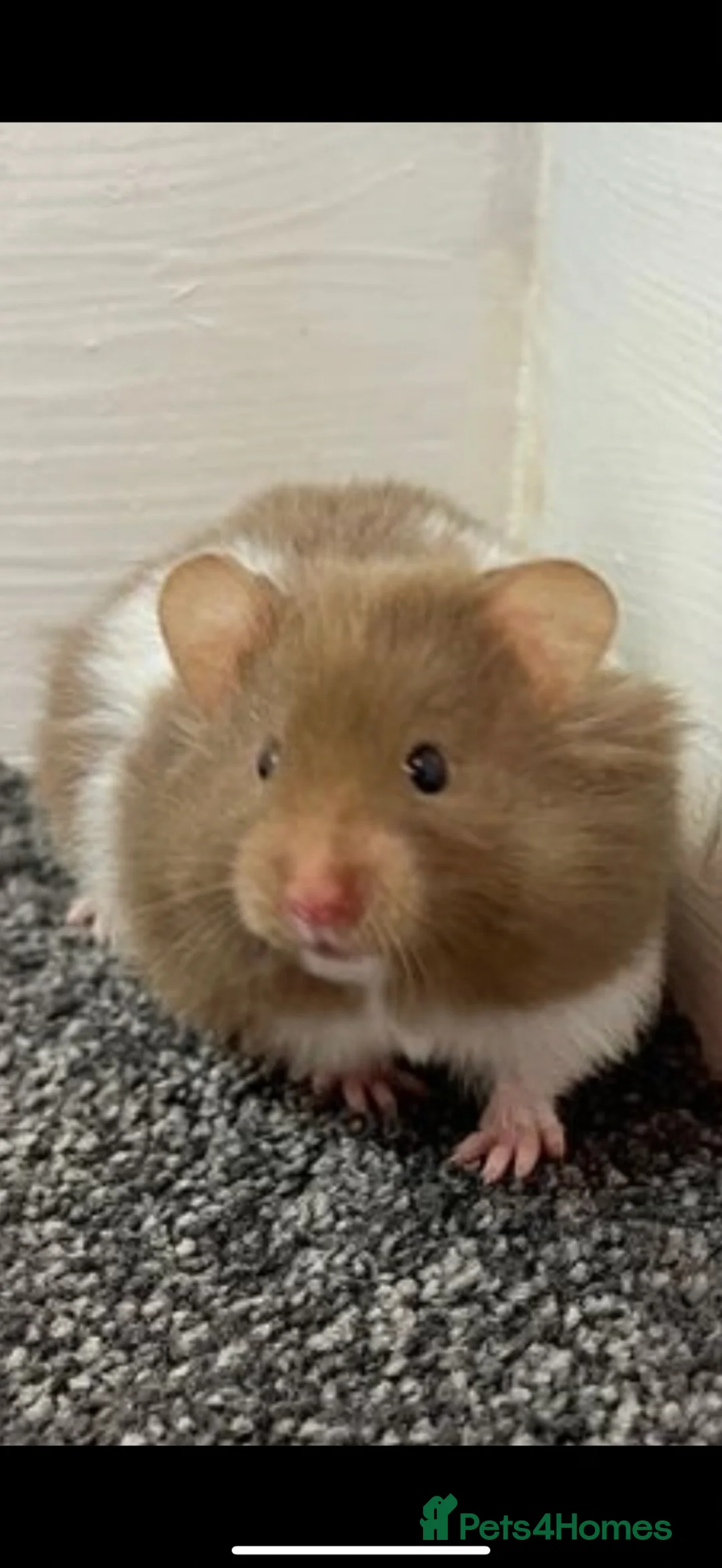 Hamster rodents for sale: Baby hamsters  - Advert 1